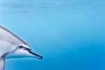 Spinner dolphins