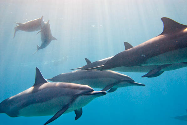 Spinner Dolphins